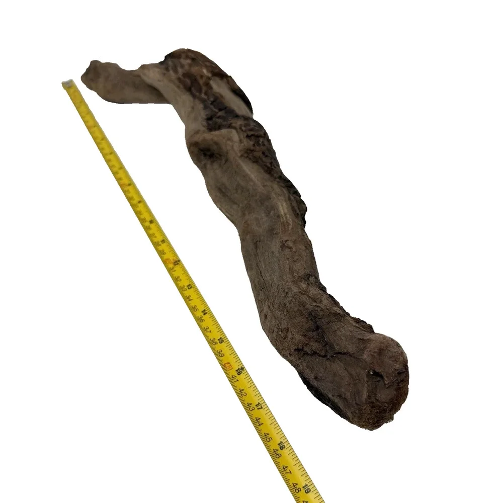 Curved California Coast Driftwood Branch – Sinuous Form 19” Natural Wood